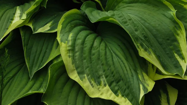 Yeşil yapraklı arka plan. Doğal arkaplan ve duvar kağıdı