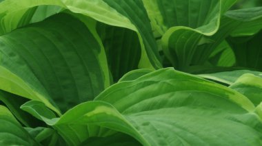 Yeşil yapraklı arka plan. Doğal arkaplan ve duvar kağıdı