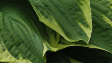 Yeşil yapraklı arka plan. Doğal arkaplan ve duvar kağıdı