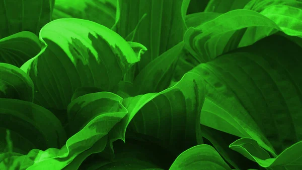 Gröna Blad Struktur Bakgrund Naturlig Bakgrund Och Tapeter — Stockfoto