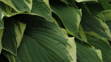 Yeşil yapraklı arka plan. Doğal arkaplan ve duvar kağıdı