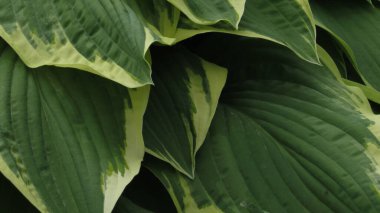 Yeşil yapraklı arka plan. Doğal arkaplan ve duvar kağıdı