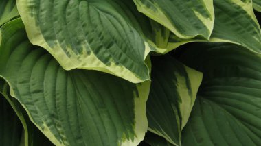 Yeşil yapraklı arka plan. Doğal arkaplan ve duvar kağıdı