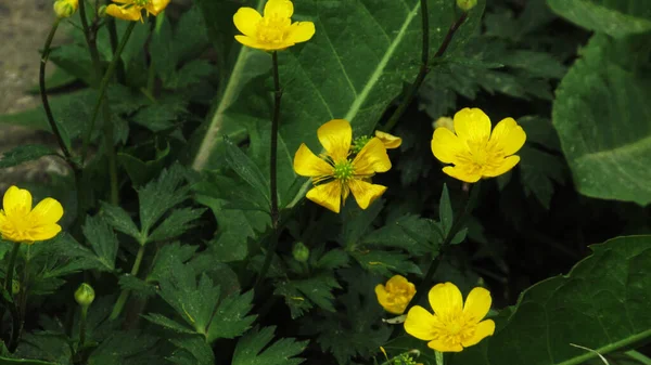 Fleurs Jaunes Dans Herbe Verte — Photo