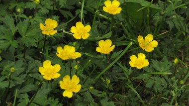 sarı yeşil çimen çiçek