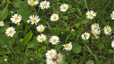 Çimenlerdeki küçük papatyalar