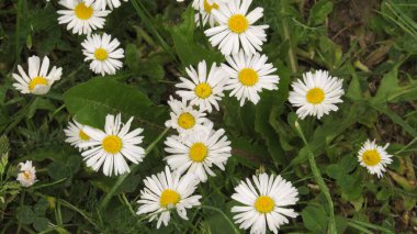 Çimenlerdeki küçük papatyalar