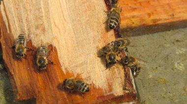 Arılar su içer. ılık hava