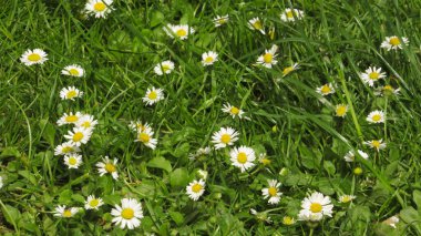 Çimenlerdeki küçük papatyalar