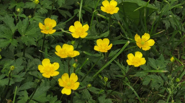 sarı yeşil çimen çiçek