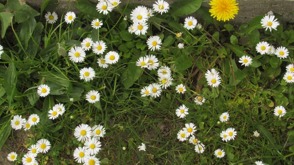 Gänseblümchen Gras — Stockfoto