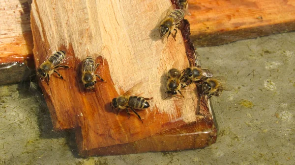 Пчелы Пьют Воду Теплая Погода — стоковое фото