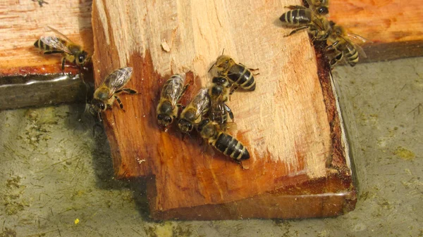 Pszczoły Piją Wodę Ciepła Pogoda — Zdjęcie stockowe
