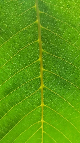 Green Leaf Texture Leaf Macro — Foto Stock