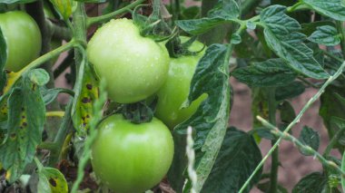 Domates yetiştiriyorum. Bahçedeki yeşil domatesler
