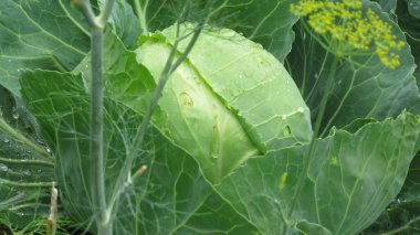 cabbage in the field. photo of green cabbage