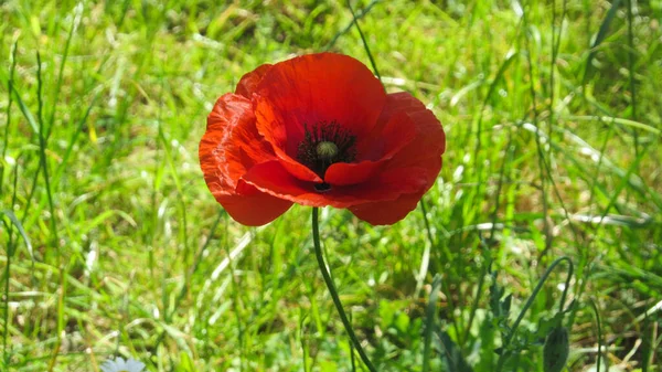 Vallmoblomma Fältet — Stockfoto