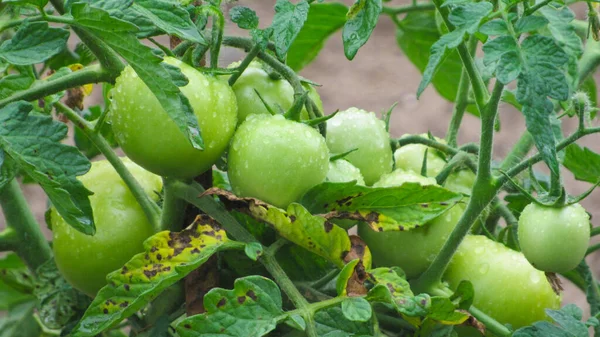 growing tomatoes. green tomatoes in the garden