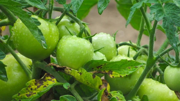 growing tomatoes. green tomatoes in the garden