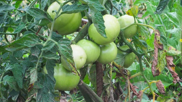 growing tomatoes. green tomatoes in the garden