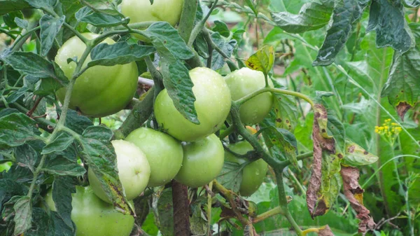 Καλλιέργεια Τοματών Πράσινες Ντομάτες Στον Κήπο — Φωτογραφία Αρχείου