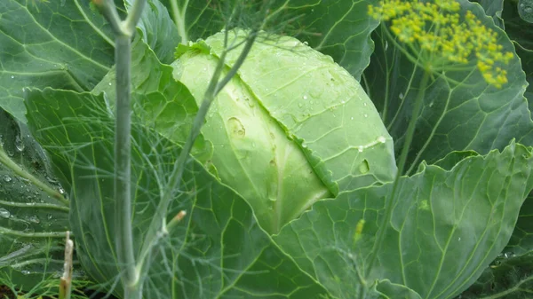 Cabbage Field Photo Green Cabbage — Foto Stock