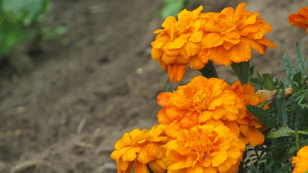 Marigolds Garden Orange Flowers — Photo