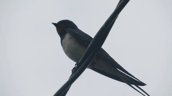 Swallow Branch Wild Bird — Fotografia de Stock