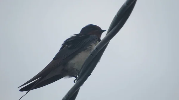 Swallow Branch Wild Bird — Stockfoto