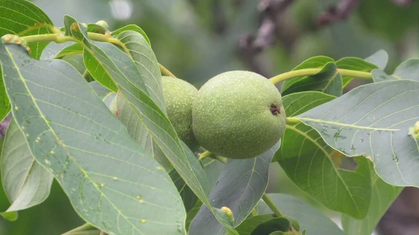 Walnut tree. Green walnut on the tree