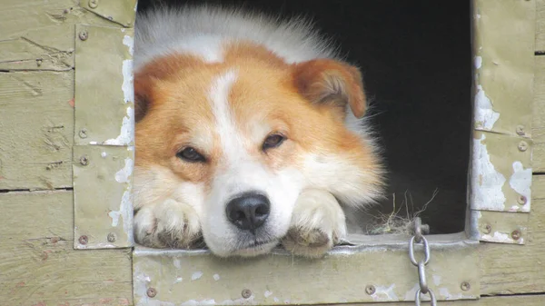 Kulübede bir köpek. Kırmızı bir köpeğin güzel portresi. Bir köpeğin yakın plan fotoğrafı.