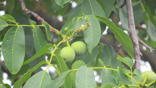 Walnut tree. Green walnut on the tree