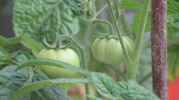 growing tomatoes. green tomatoes in the garden