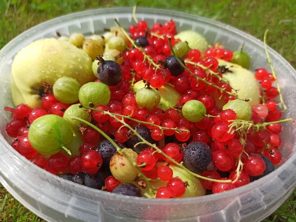 assortment of different berries. a basket of berries. summer berry background. photos of currants, gooseberries, raspberries, apples