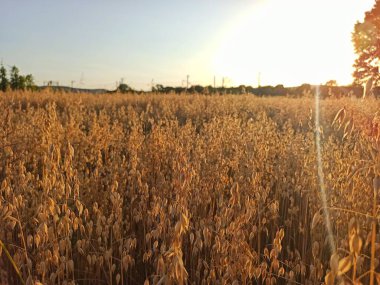 Yulaf tarlası. Yulaf hasadı