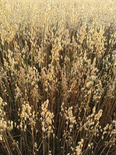 field of oats. oat harvest