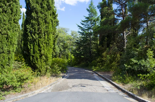 A estrada ao longo das árvores — Fotografia de Stock