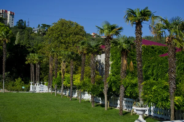 Palm trees on a glade — Stock Photo, Image