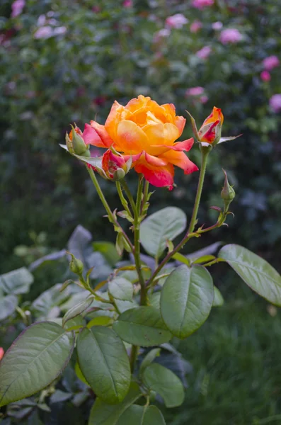 Rosa fina — Foto de Stock