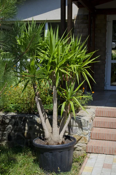 Albero in una pentola — Foto Stock