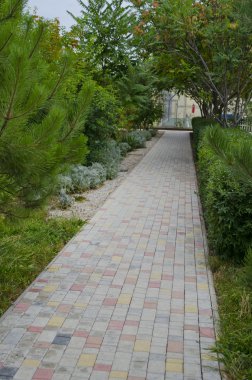 Ağaçlar boyunca yol
