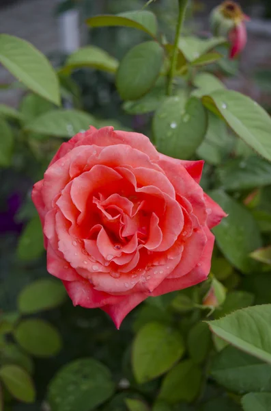 Rosa fina — Foto de Stock