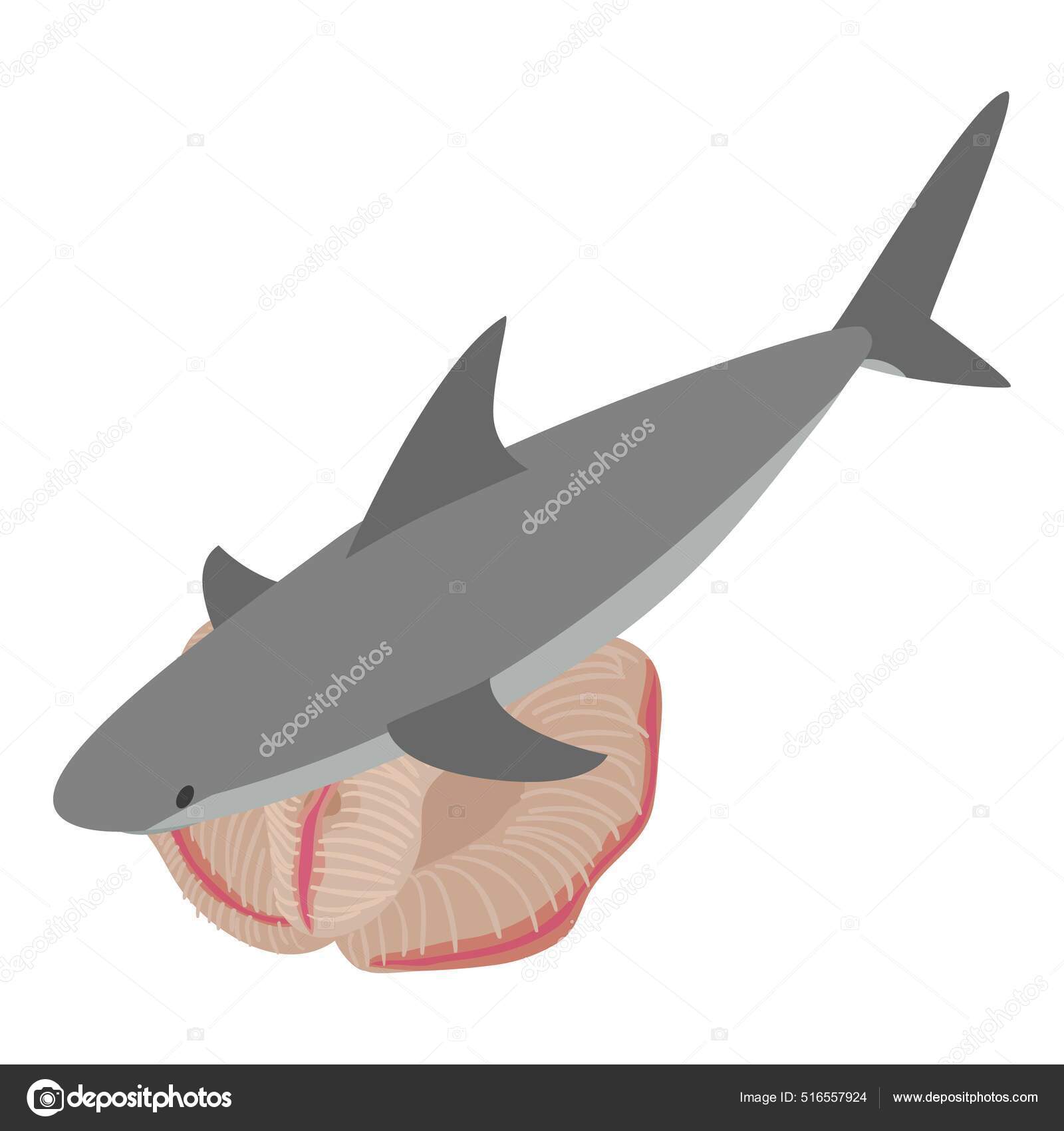 Carcharias Vektorler Carcharias Vektor Cizimler Vektorel Grafik Depositphotos