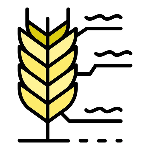 Tarwe plant pictogram kleur overzicht vector — Stockvector