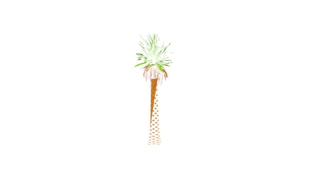 Animazione icona palma da cocco — Video Stock