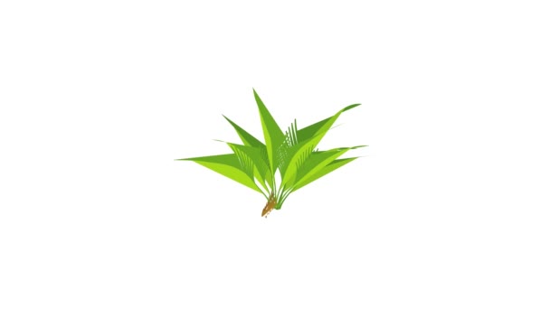 Small palm tree icon animation — Stock Video