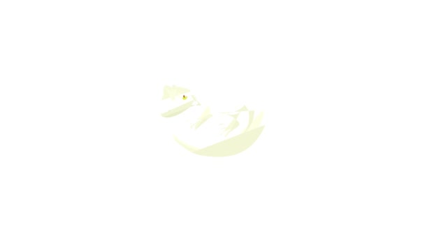 Lizard icon animation — Stock Video