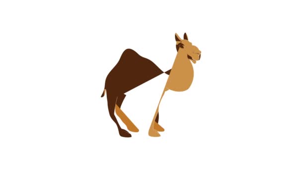 Animace ikon velblouda — Stock video