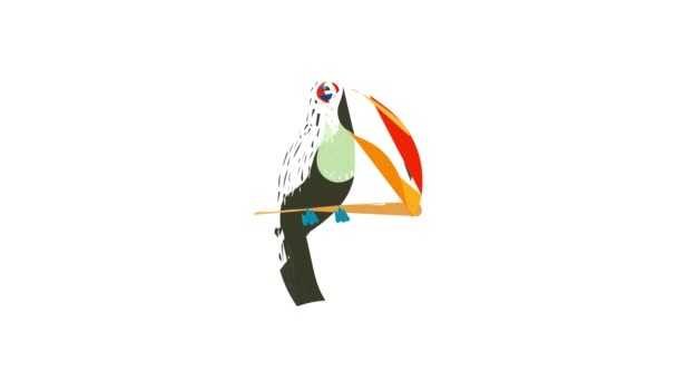 Animacja ikony Toucan — Wideo stockowe