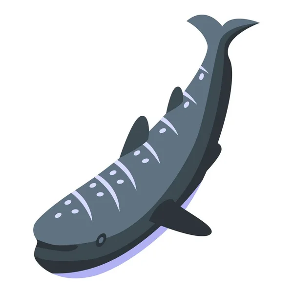 Ícone de tubarão-baleia vetor isométrico. Peixe-marinho — Vetor de Stock